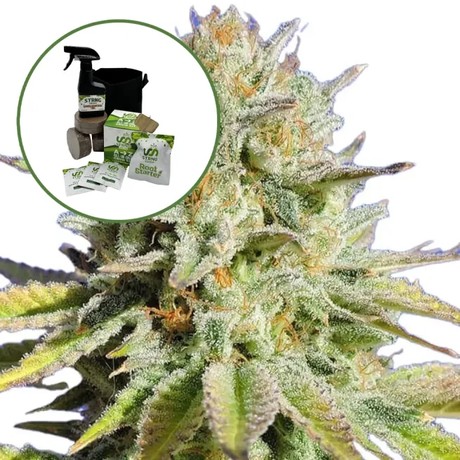 Gorilla Glue Auto High Yield Grow Kit