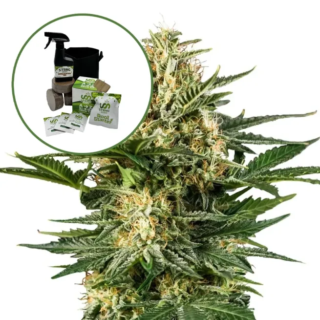 Green Gelato Auto High Yield Grow Kit