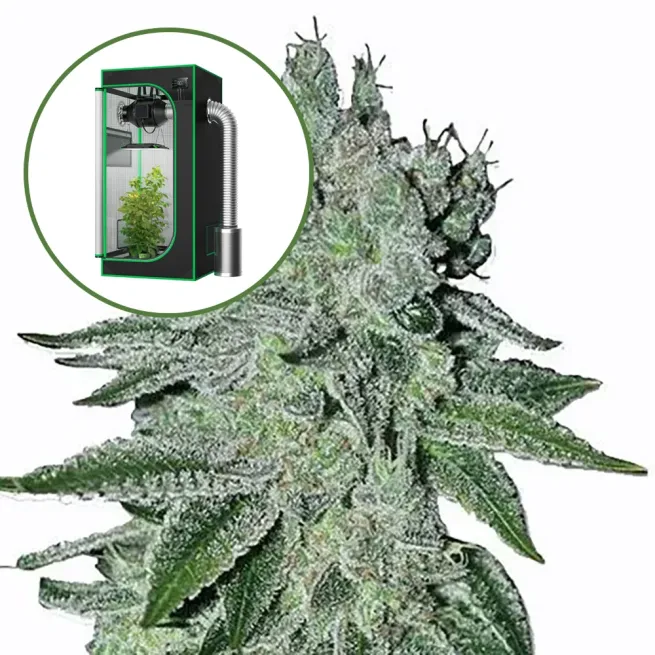 Headband Auto Platinum Indoor Grow Bundle