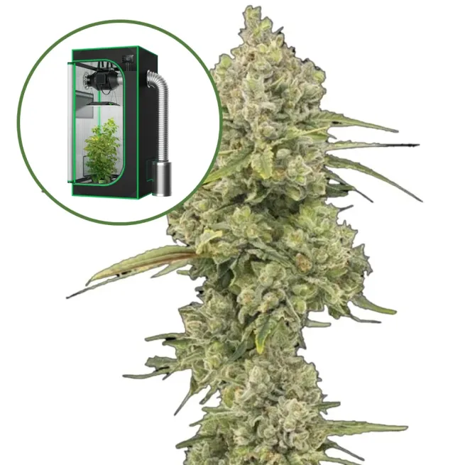 Jack Herer Auto Platinum Indoor Grow Bundle