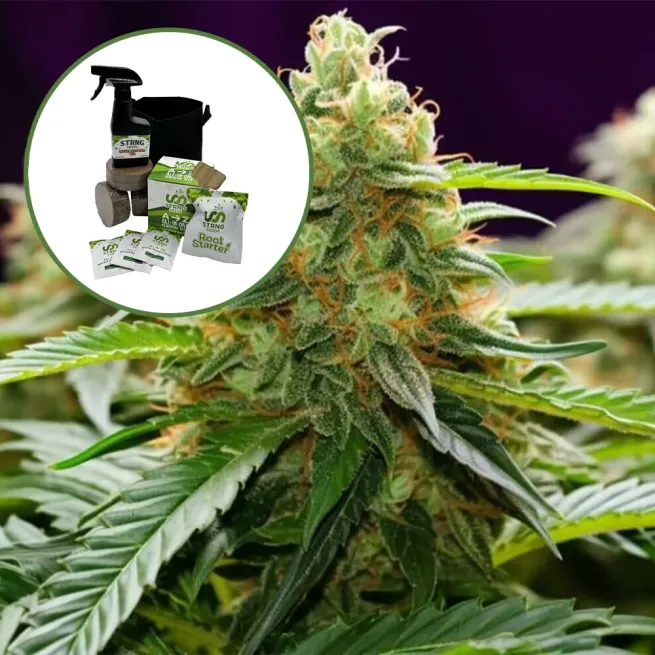 LA Kush Auto High Yield Grow Kit