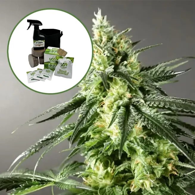 Larry OG Auto High Yield Grow Kit