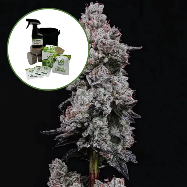 Lemon Cherry Gelato (THCA) Auto High Yield Grow Kit