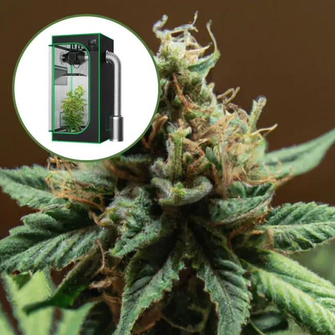 Mango Kush Auto Platinum Indoor Grow Bundle