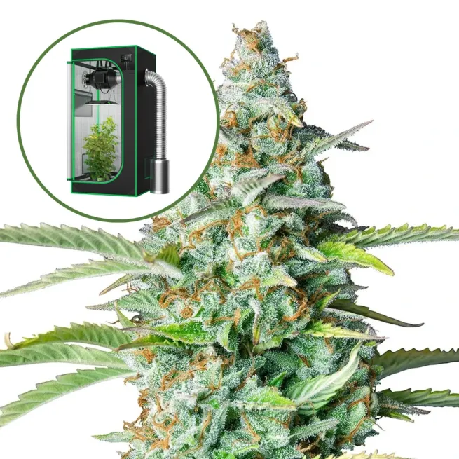 Northern Lights Auto Platinum Indoor Grow Bundle