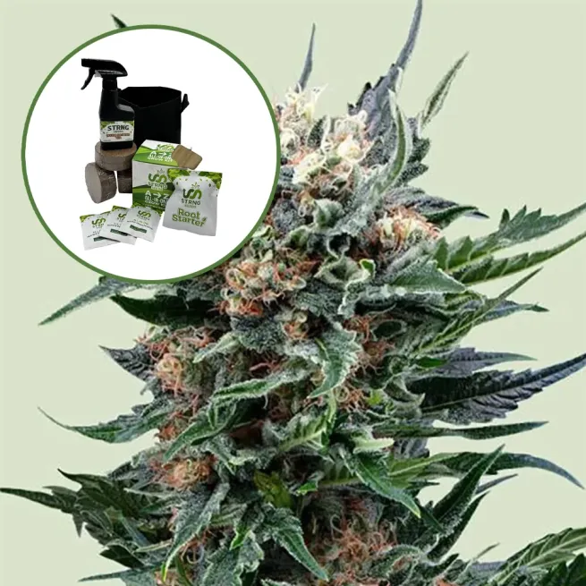 Pink Gorilla Auto High Yield Grow Kit