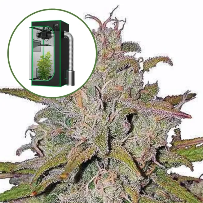 Pink Runtz Auto Platinum Indoor Grow Bundle