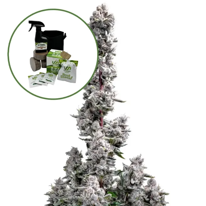 Pink Wasabi Auto High Yield Grow Kit