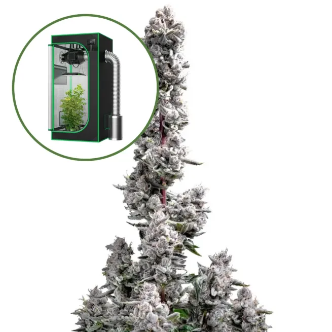 Pink Wasabi Auto Platinum Indoor Grow Bundle