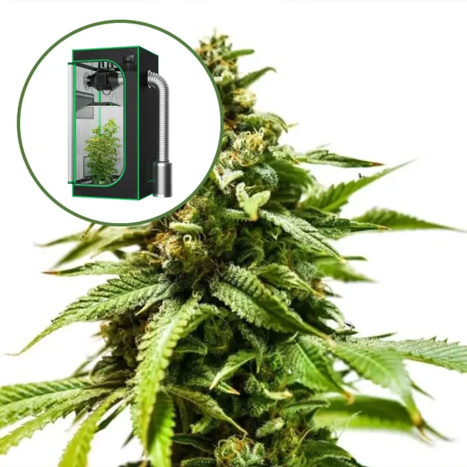 Power Punch Auto Platinum Indoor Grow Bundle