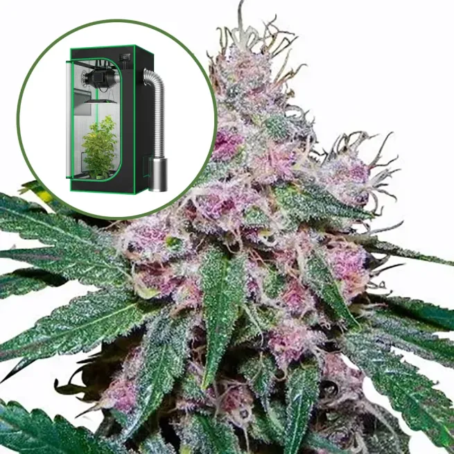 Purple Afghani Auto Platinum Indoor Grow Bundle
