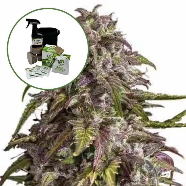 Purple Haze Auto High Yield Grow Kit