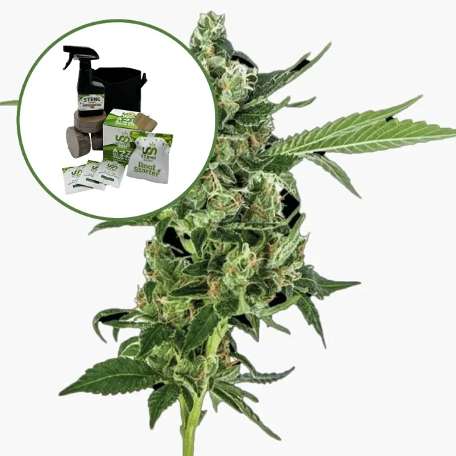Sour Diesel Auto High Yield Grow Kit