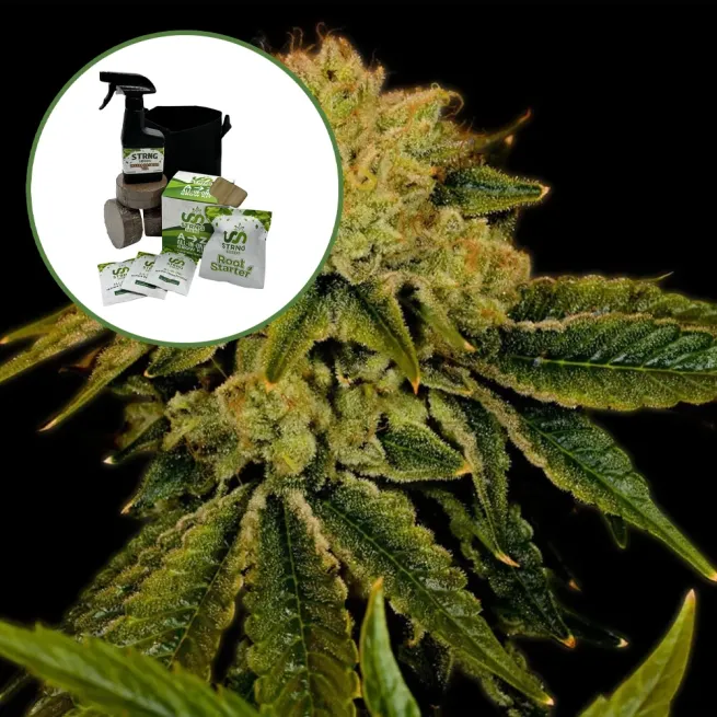 Space Cake Auto High Yield Grow Kit