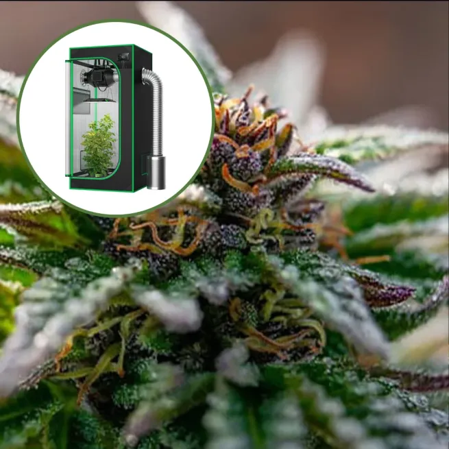 Strawberry Cough Auto Platinum Indoor Grow Bundle