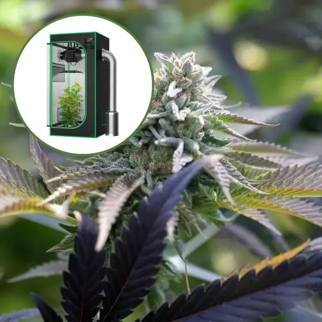 Sunset Sherbet Auto Platinum Indoor Grow Bundle