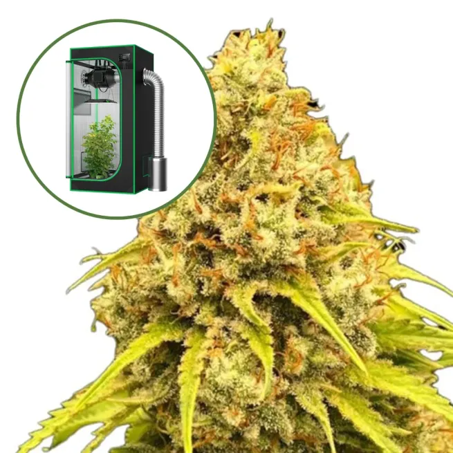 Super Lemon Haze Auto Platinum Indoor Grow Bundle