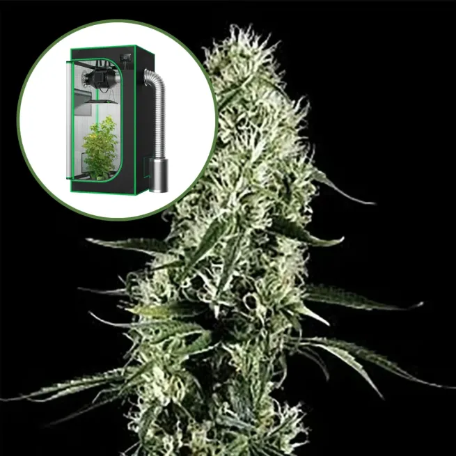 Super Silver Haze Auto Platinum Indoor Grow Bundle