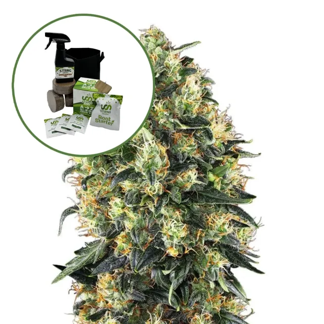 Super Skunk Auto High Yield Grow Kit