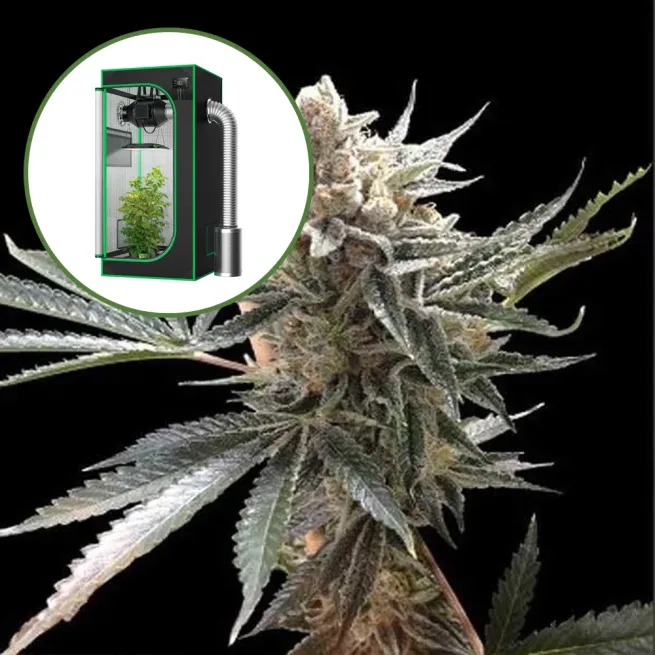 Tangie Auto Platinum Indoor Grow Bundle