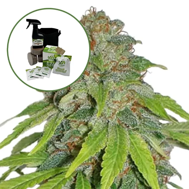 THCA Apple Jack Auto High Yield Grow Kit