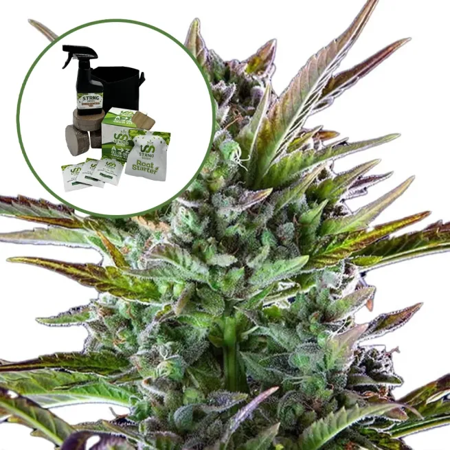 THCA Pineapple OG Auto High Yield Grow Kit