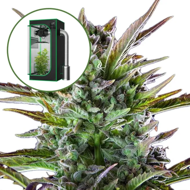 THCA Pineapple OG Auto Platinum Indoor Grow Bundle