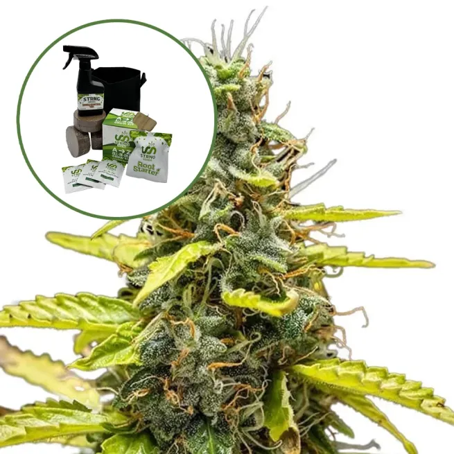 THCA Runtz Auto High Yield Grow Kit
