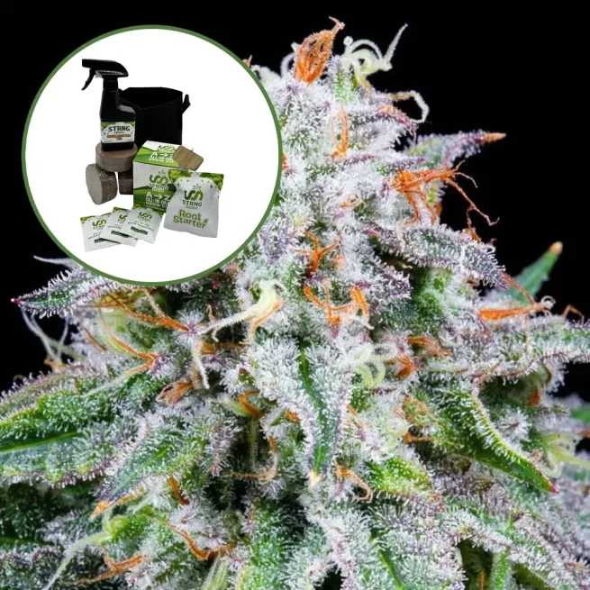 Watermelon Mimosa Auto High Yield Grow Kit