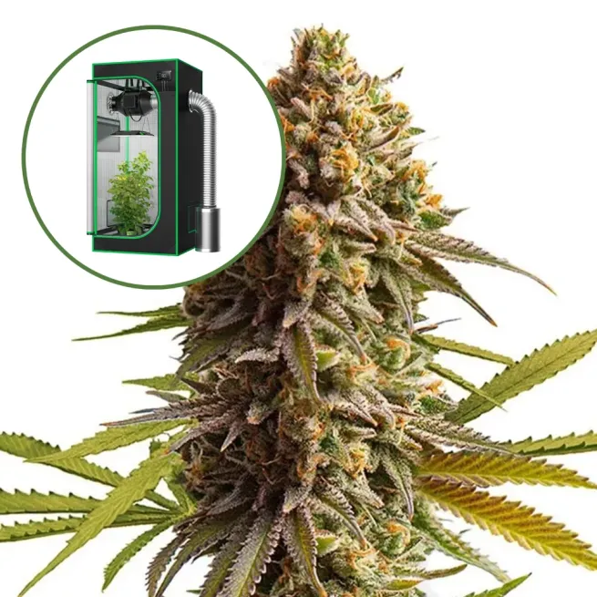 Wedding Cake Auto Platinum Indoor Grow Bundle