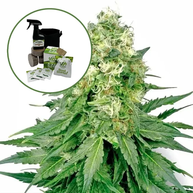 White Rhino Auto High Yield Grow Kit