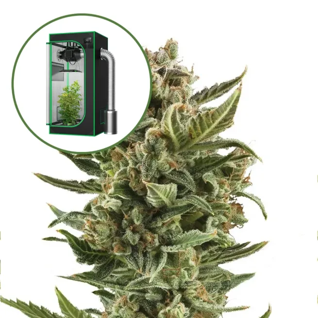 White Widow Auto Platinum Indoor Grow Bundle