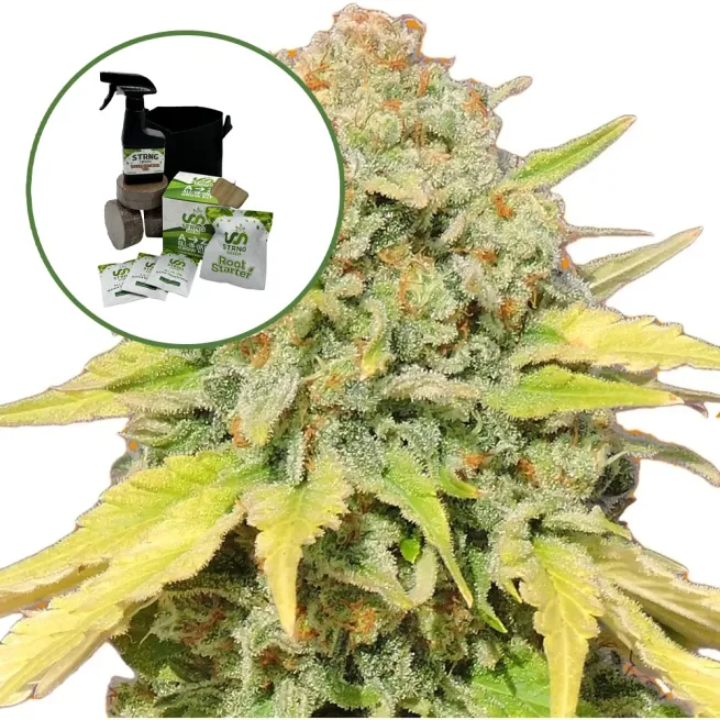 Zkittlez Auto High Yield Grow Kit