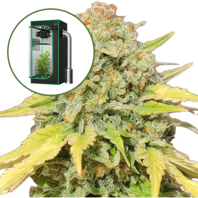 Zkittlez Auto Platinum Indoor Grow Bundle