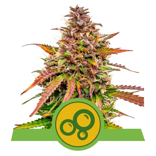 Bubble Kush Auto
