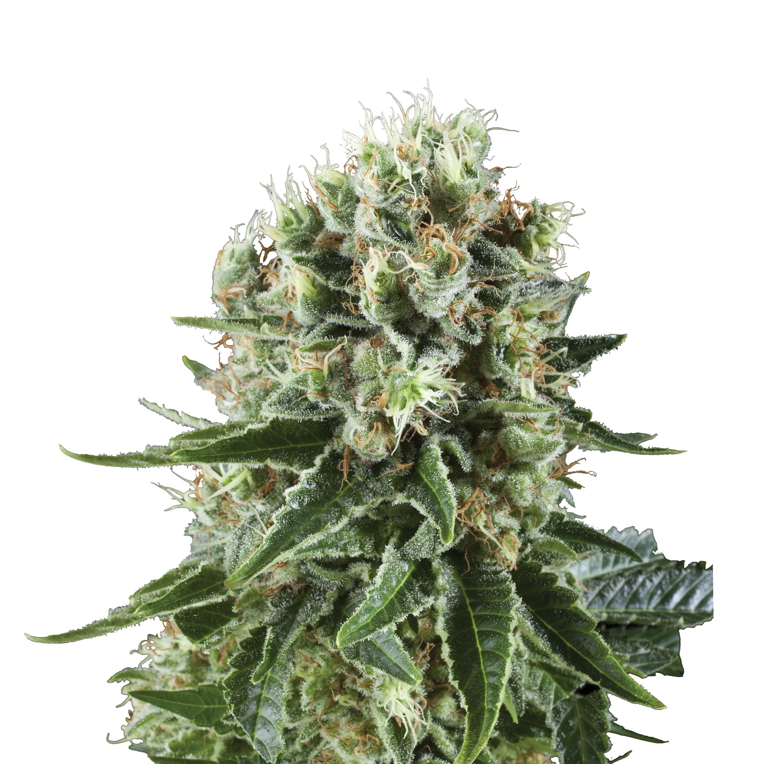 Critical Kush Plant