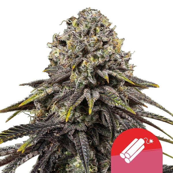 Dynamite Diesel