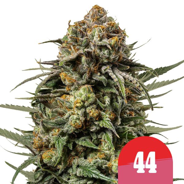 Gelato 44