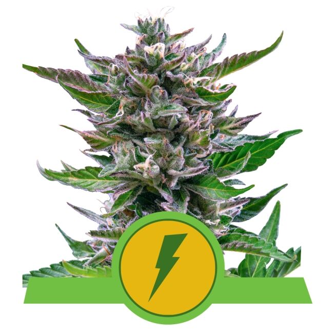 North Thunderfuck Auto