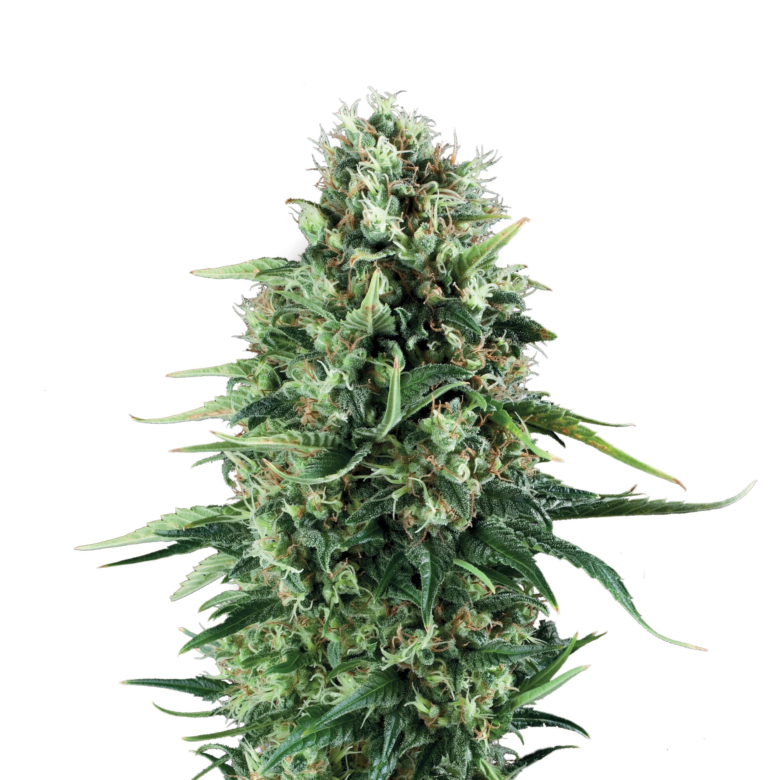Power Flower Plant
