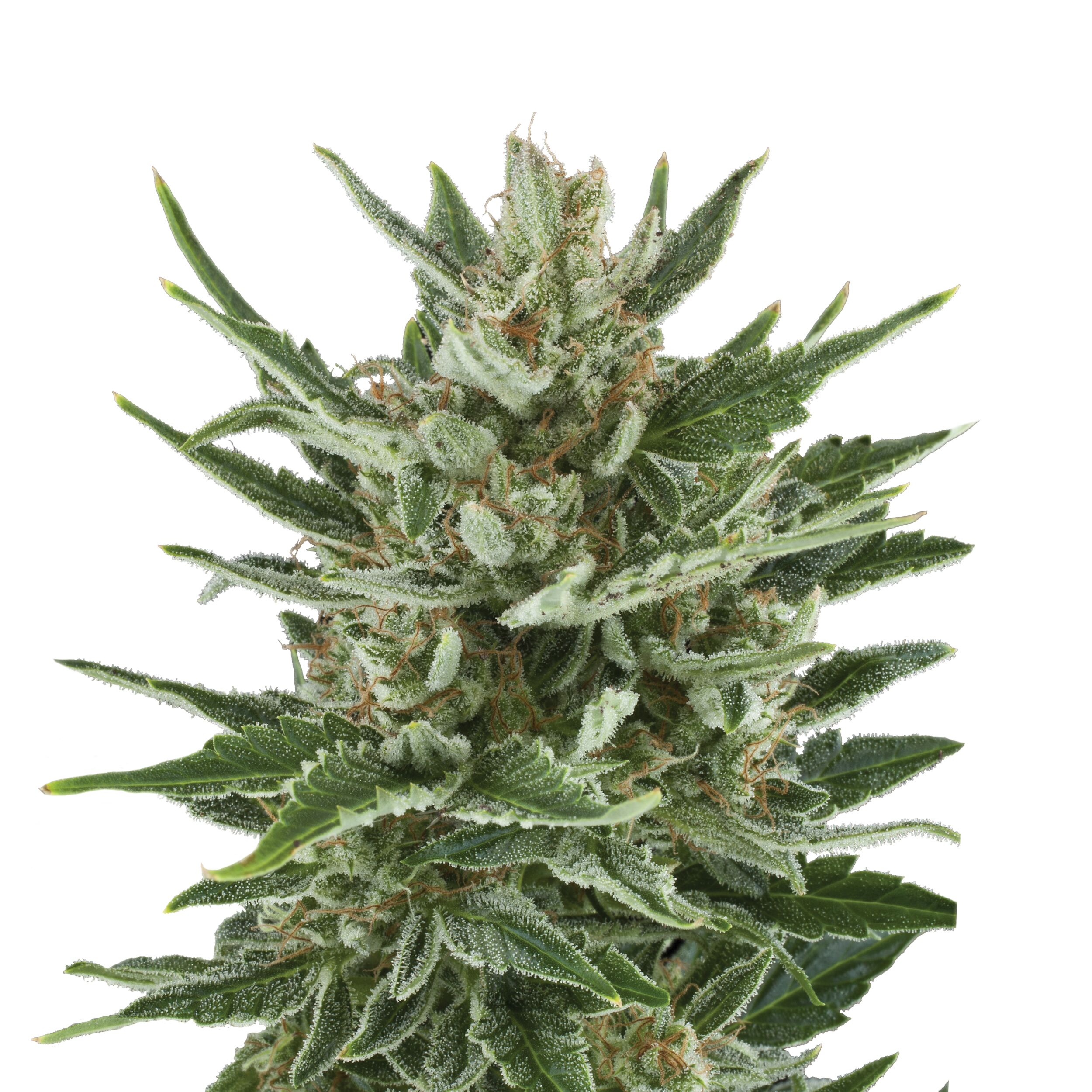 Speedy Chile Plant