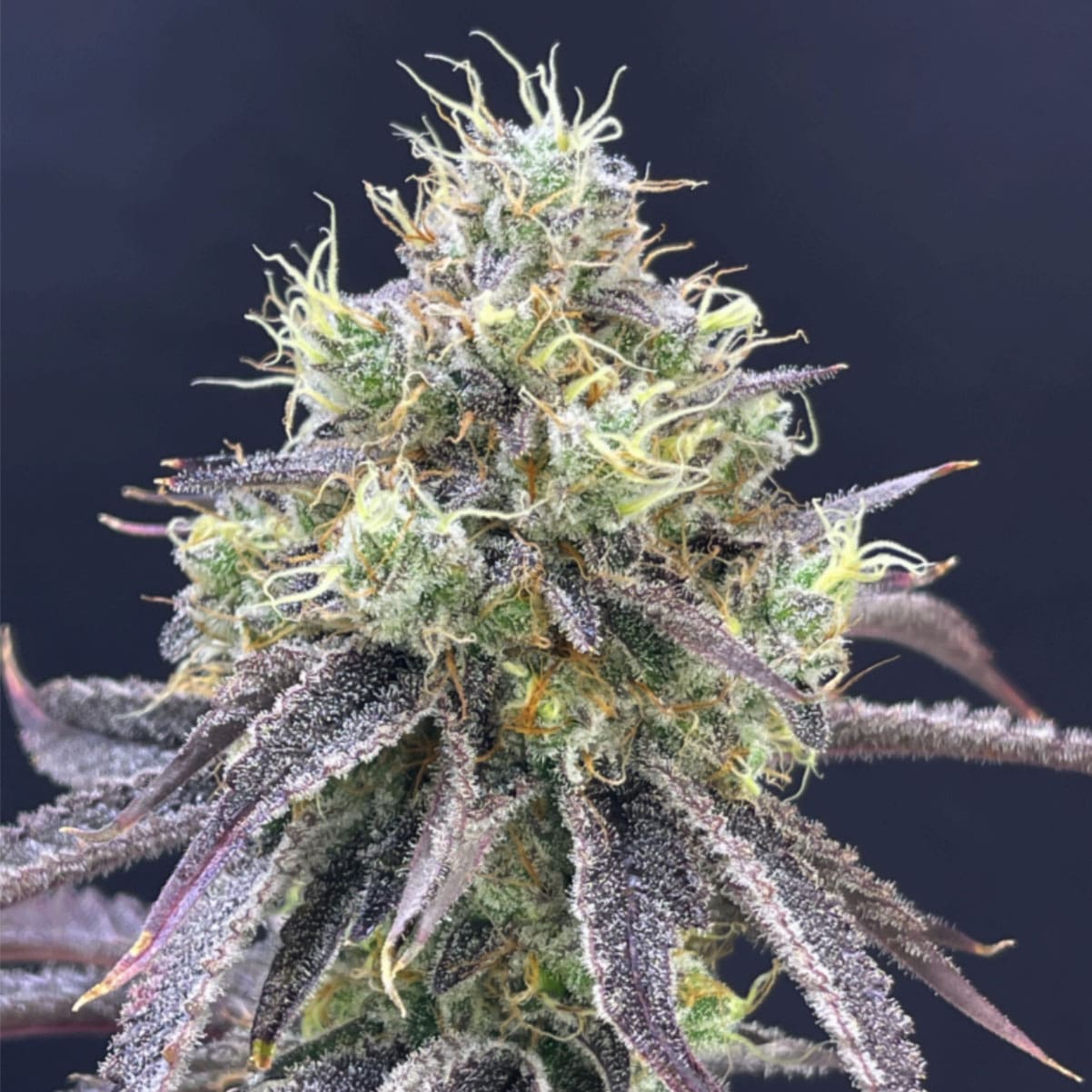 Lovin’ In Her Eyes – Dreamers Disease