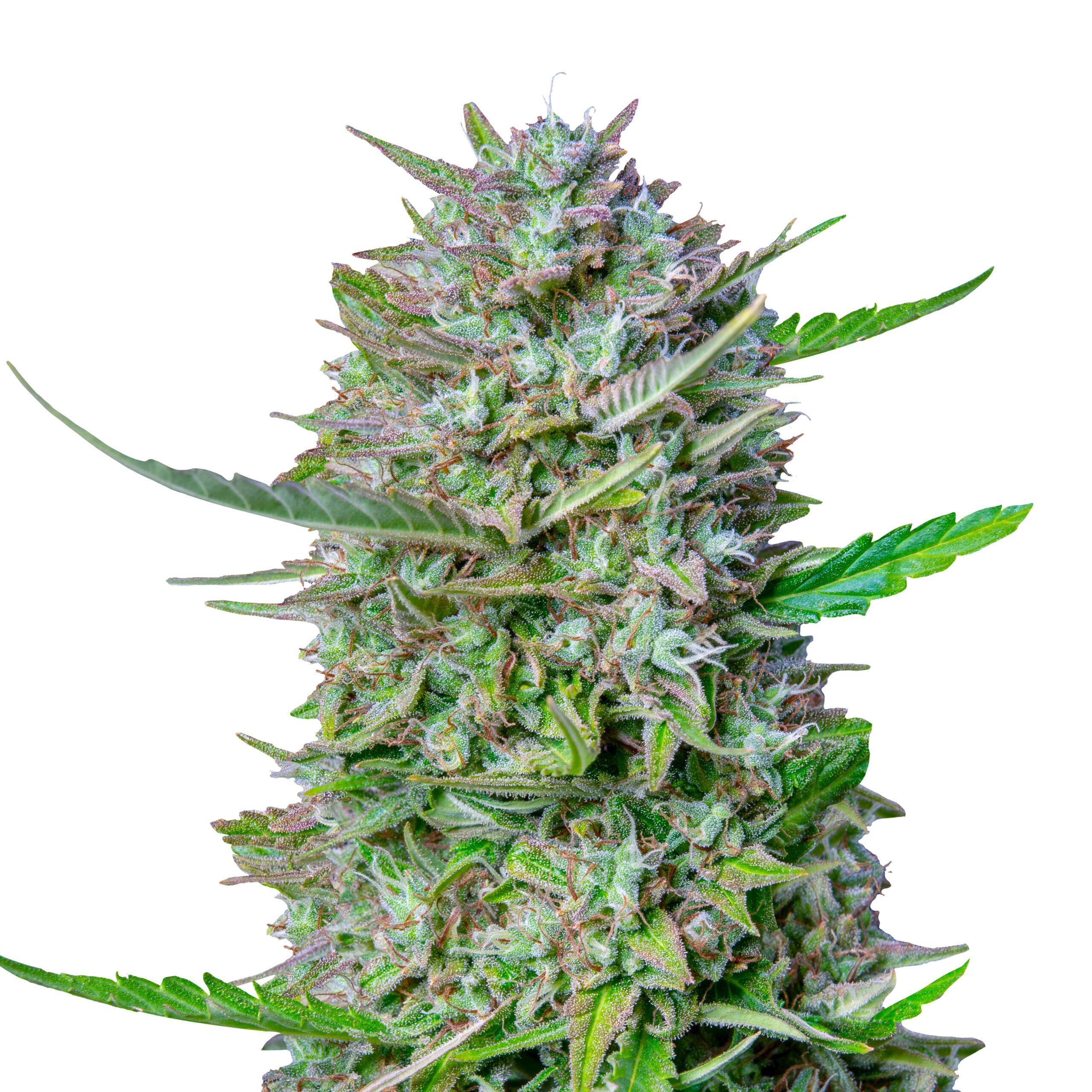 Mimosa Auto - Image 3