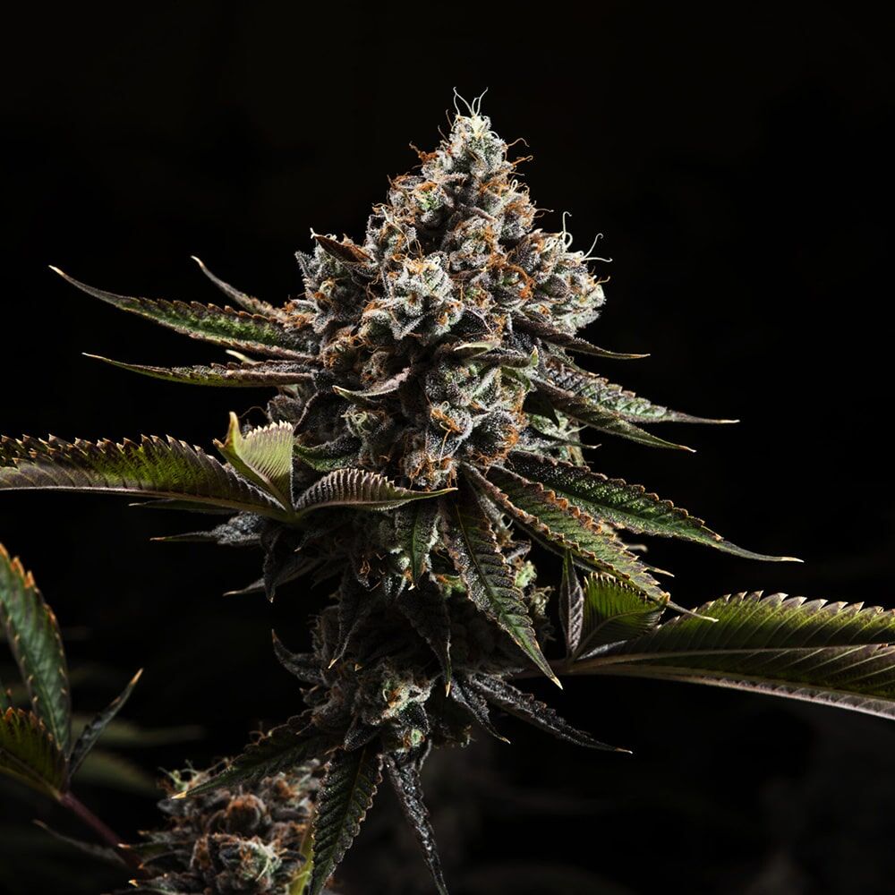 STRNG Seeds – Kush Mountains