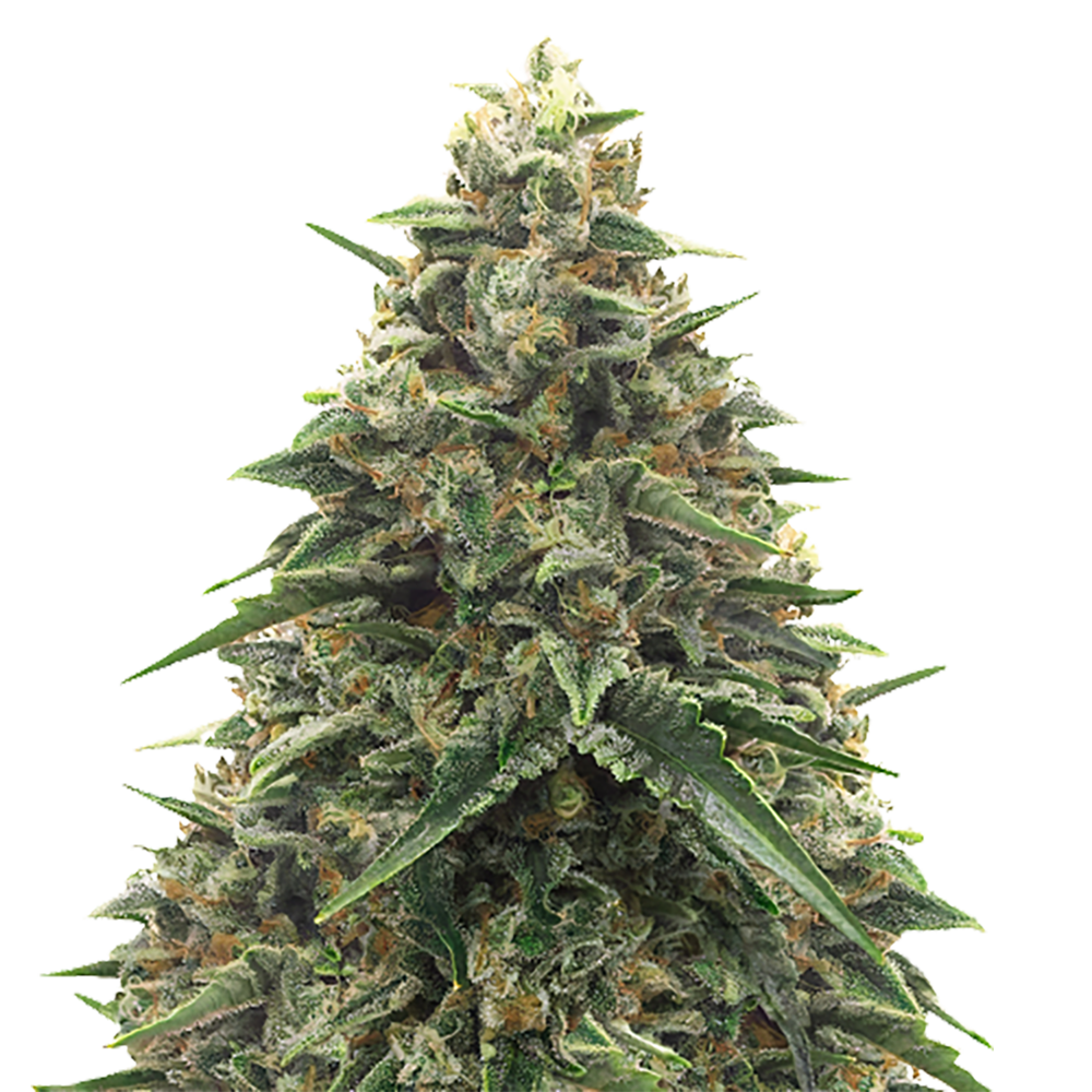 STRNG Seeds – Shiatsu Kush