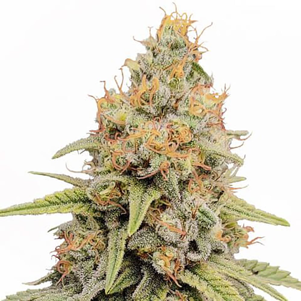 STRNG Seeds – Strawberry Kush