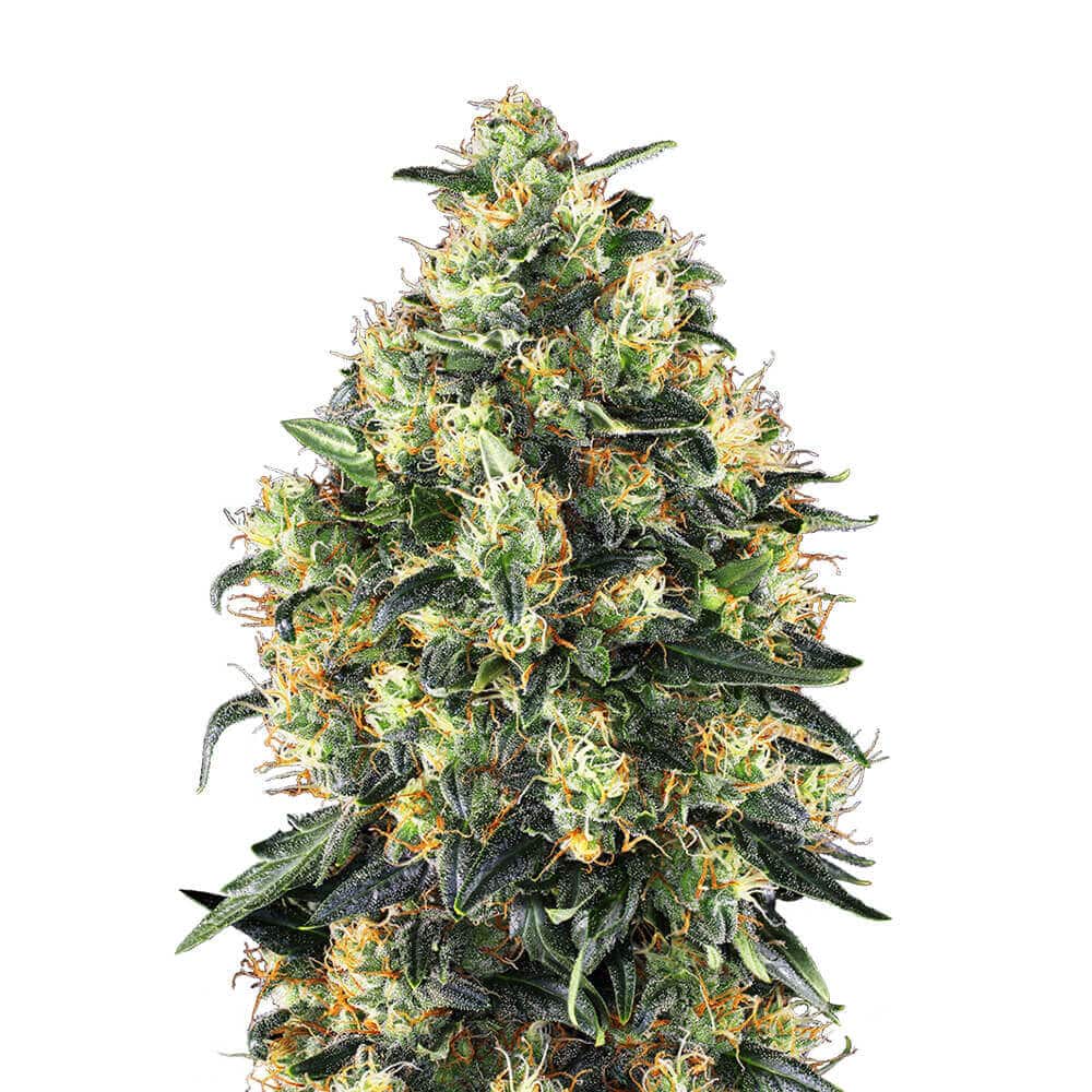STRNG Seeds – Super Skunk