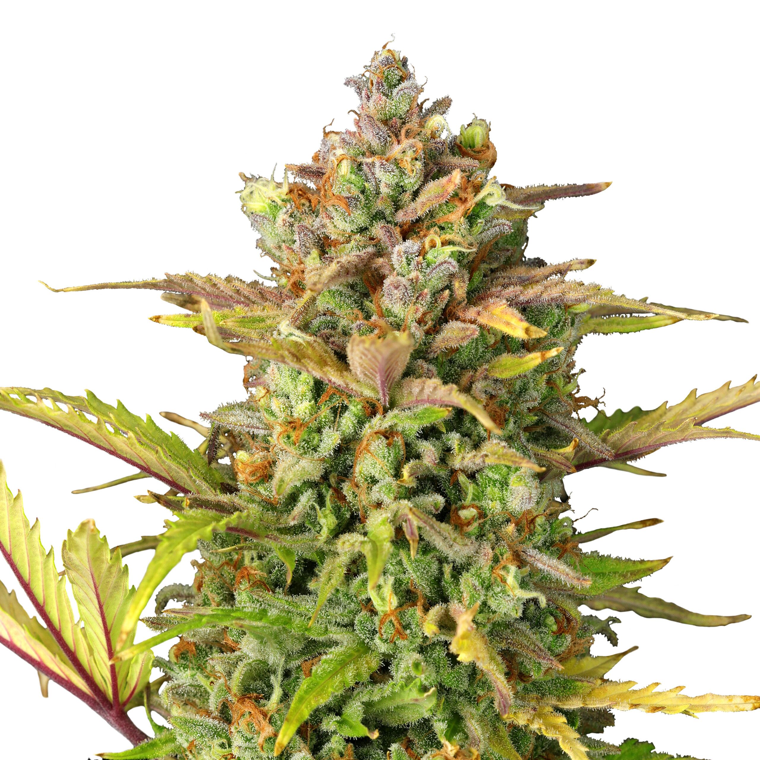 Sweet ZZ Auto - Image 3