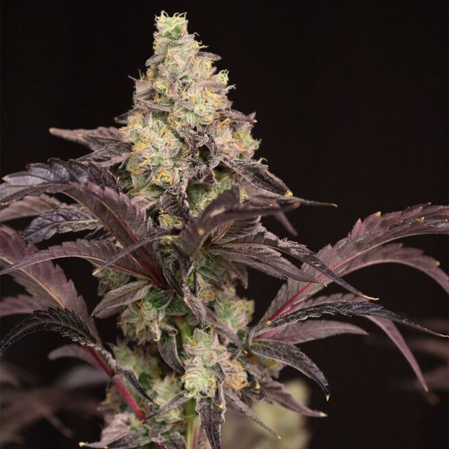 Lovin’ In Her Eyes – Atomic Renegade