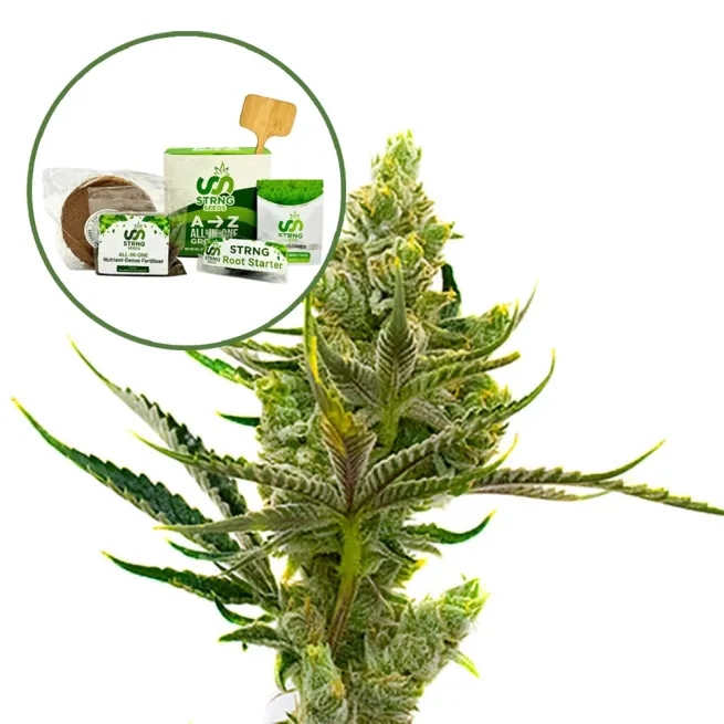 24K Gold Strain Grow Kit